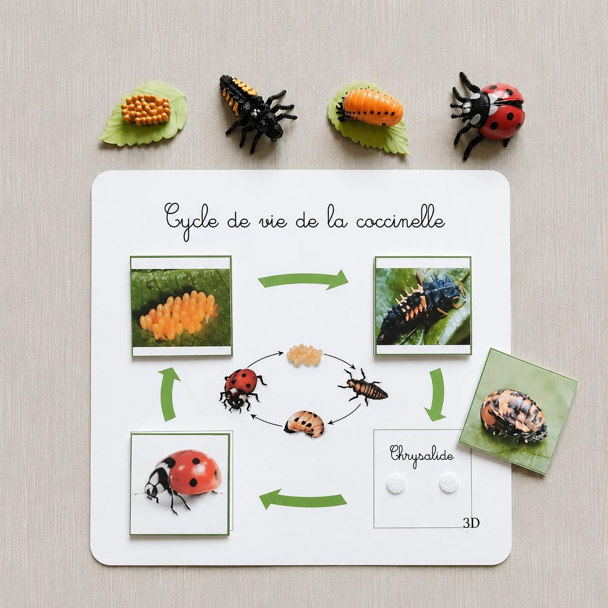 Kit cycle de vie d'une coccinelle Montessori
